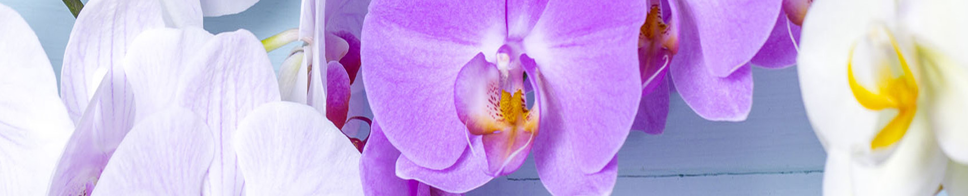 The image shows a close-up of purple orchids with yellow centers, arranged in a bouquet against a blurred background.