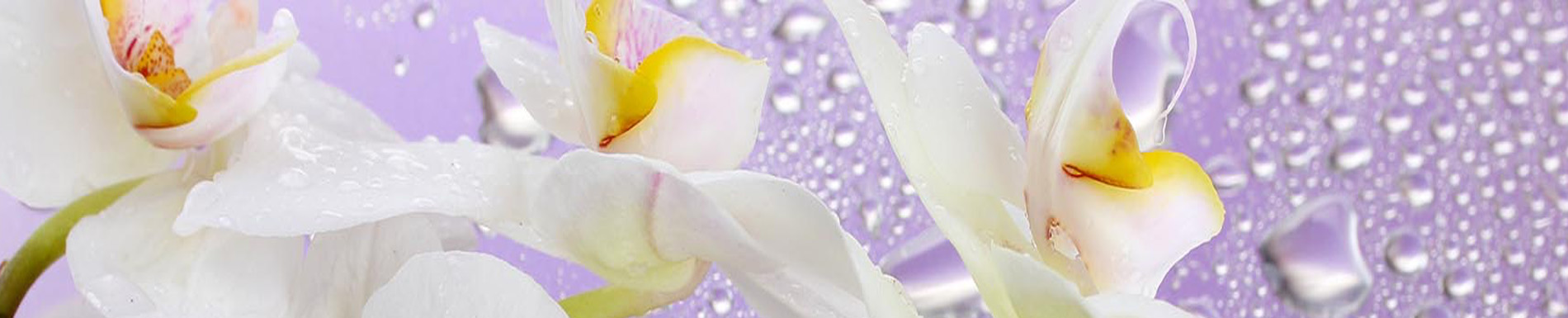 The image displays a close-up view of delicate white flowers with yellow centers, set against a blurred background featuring droplets of water, which suggests a fresh and serene atmosphere.